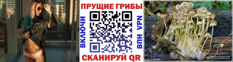 Псилоцибиновые грибы MAGIC MUSHROOMS  наркотики  Курск 